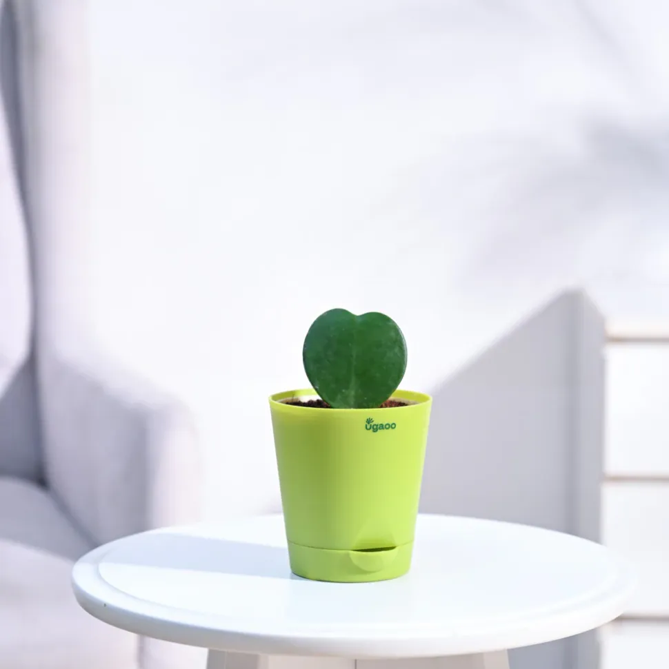 Heart Hoya Plant