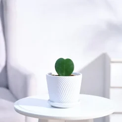 Heart Hoya Plant