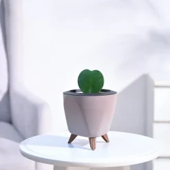 Heart Hoya Plant