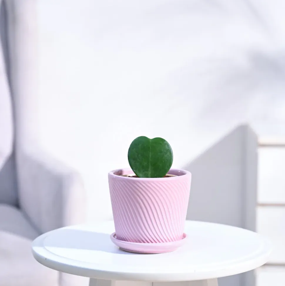 Heart Hoya Plant