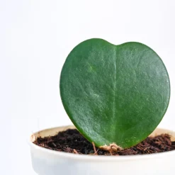 Heart Hoya Plant