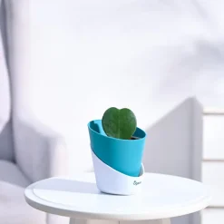 Heart Hoya Plant