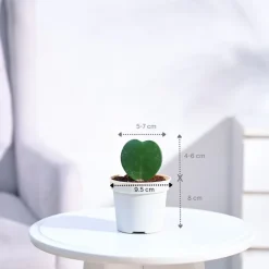 Heart Hoya Plant