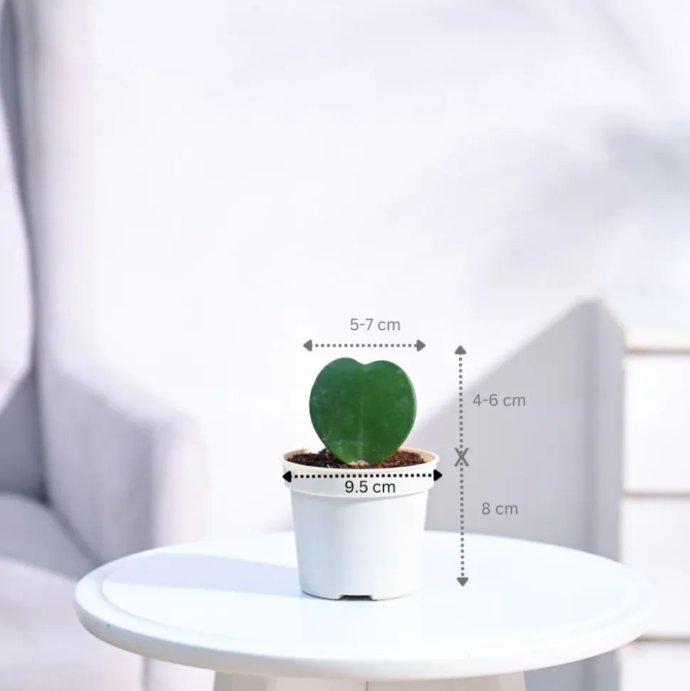 Heart Hoya Plant