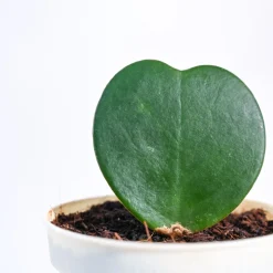 Heart Hoya Plant