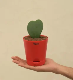 Heart Hoya Plant
