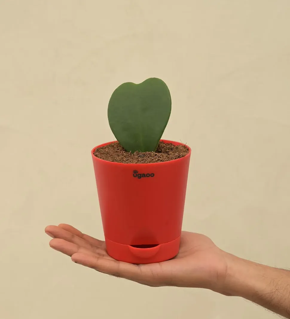 Heart Hoya Plant