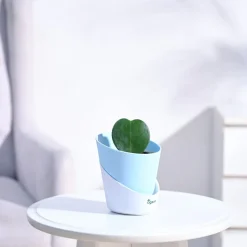 Heart Hoya Plant