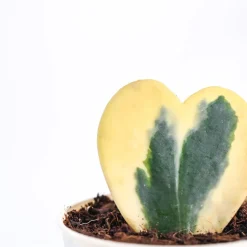 Heart Hoya Plant - Variegated