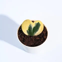 Heart Hoya Plant - Variegated