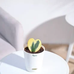 Heart Hoya Plant - Variegated