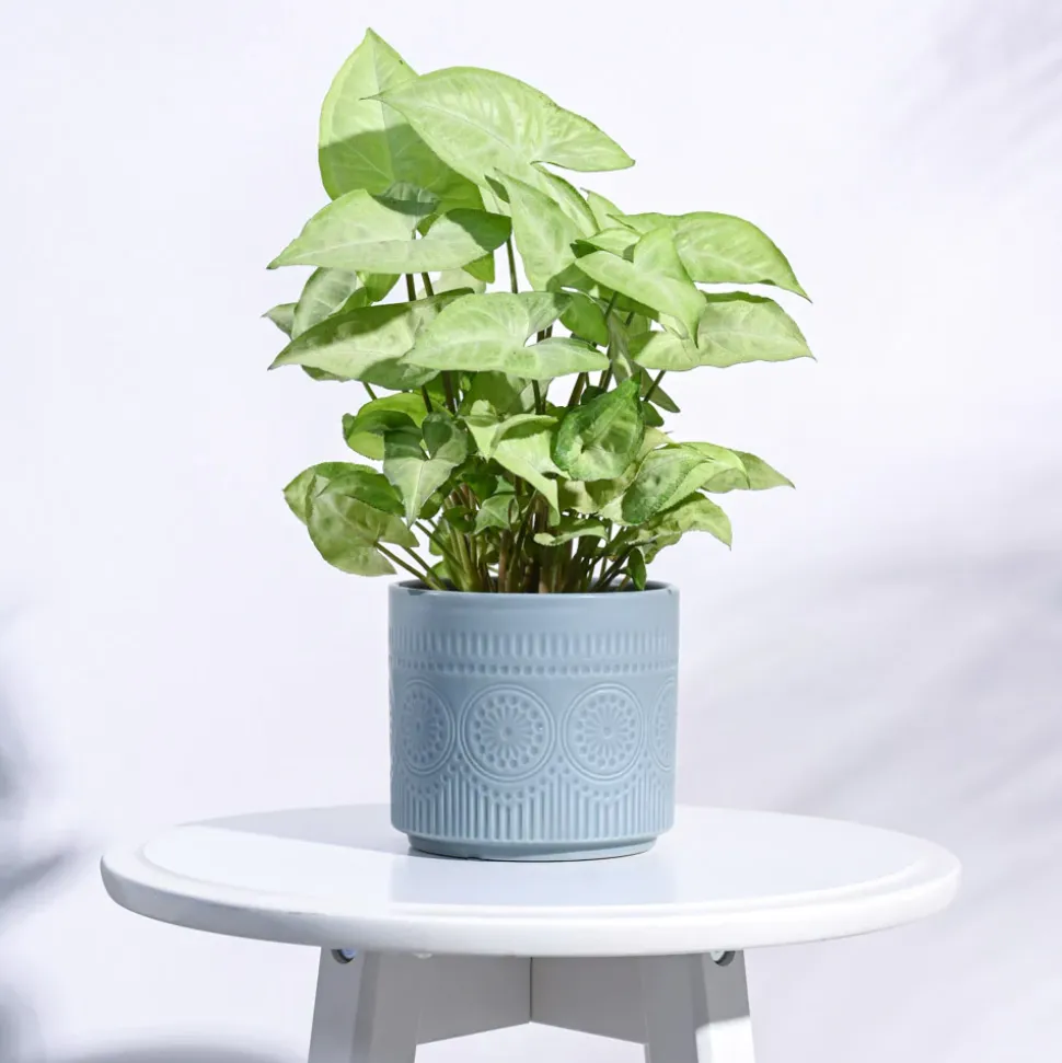 Henna Ceramic Pot