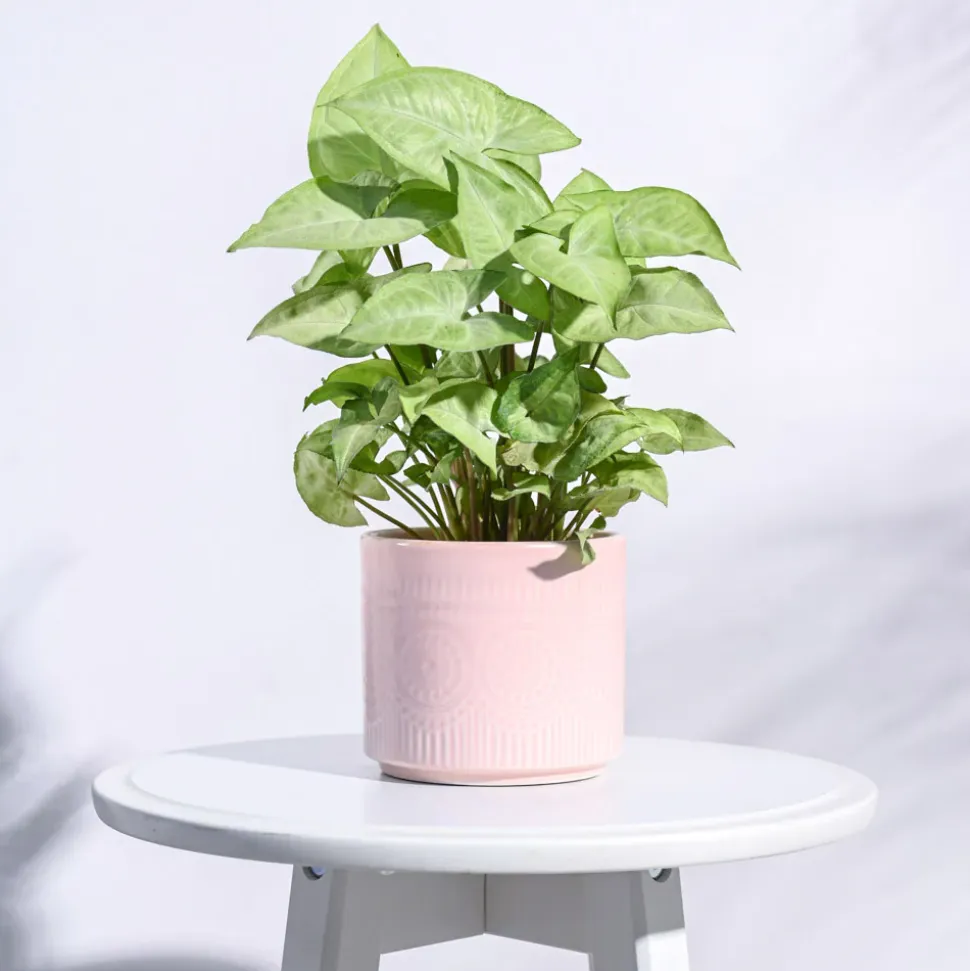 Henna Ceramic Pot