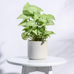 Henna Ceramic Pot