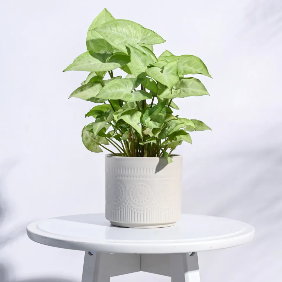 Henna Ceramic Pot