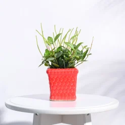 Honeycomb Ceramic Pot (4 Inch Width)