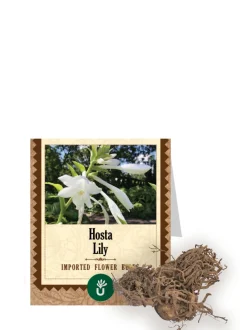 Hosta Lily Bulbs