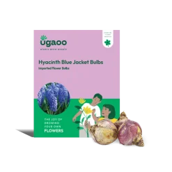 Hyacinth Blue Jacket Bulbs