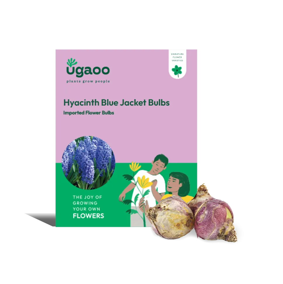 Hyacinth Blue Jacket Bulbs