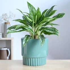 Immortal Nights Ceramic Planter