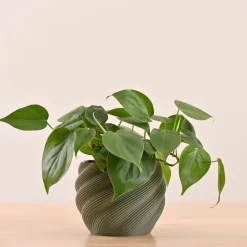 Imperia Planter