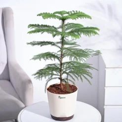 Indian Christmas Tree
