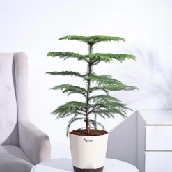 Indian Christmas Tree