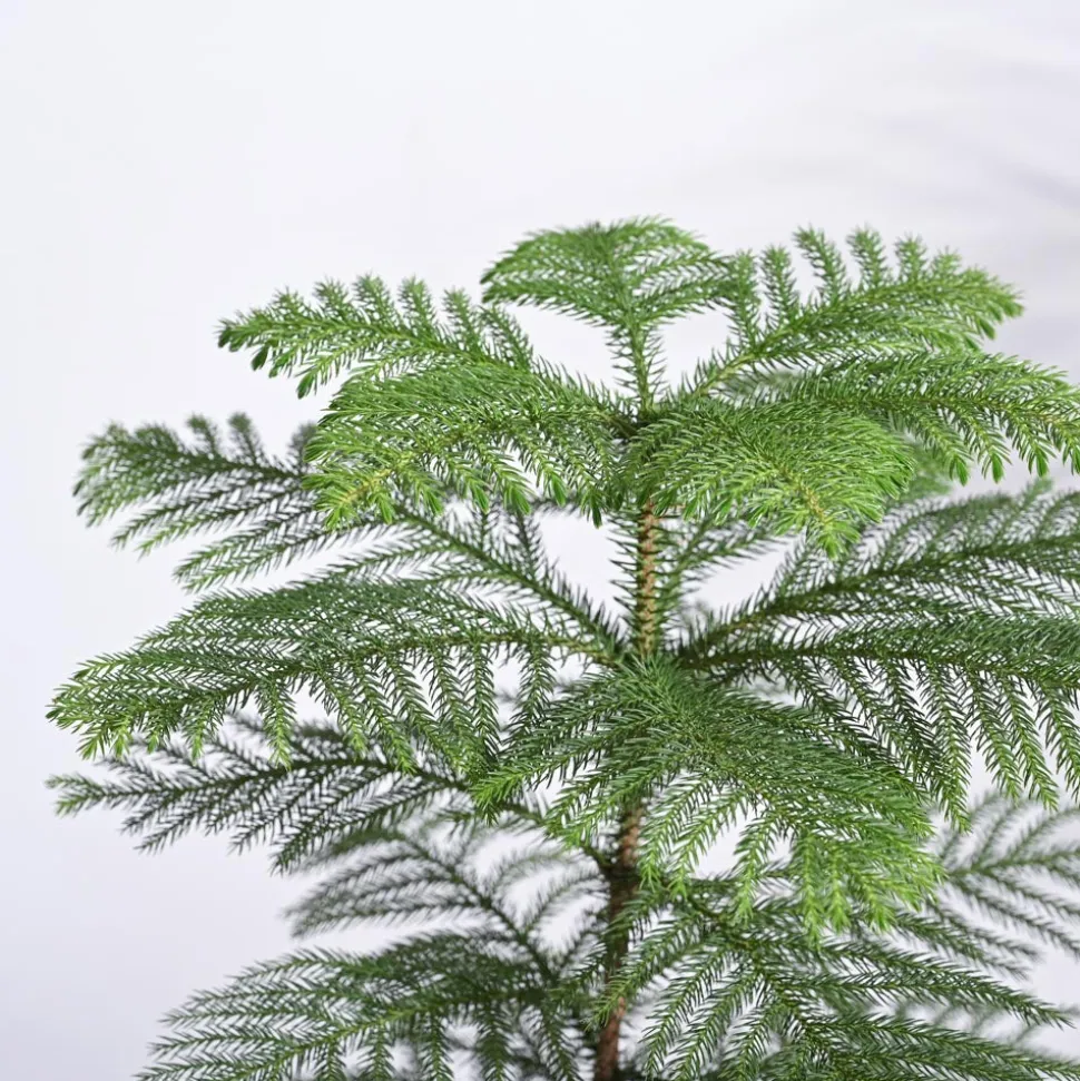 Indian Christmas Tree
