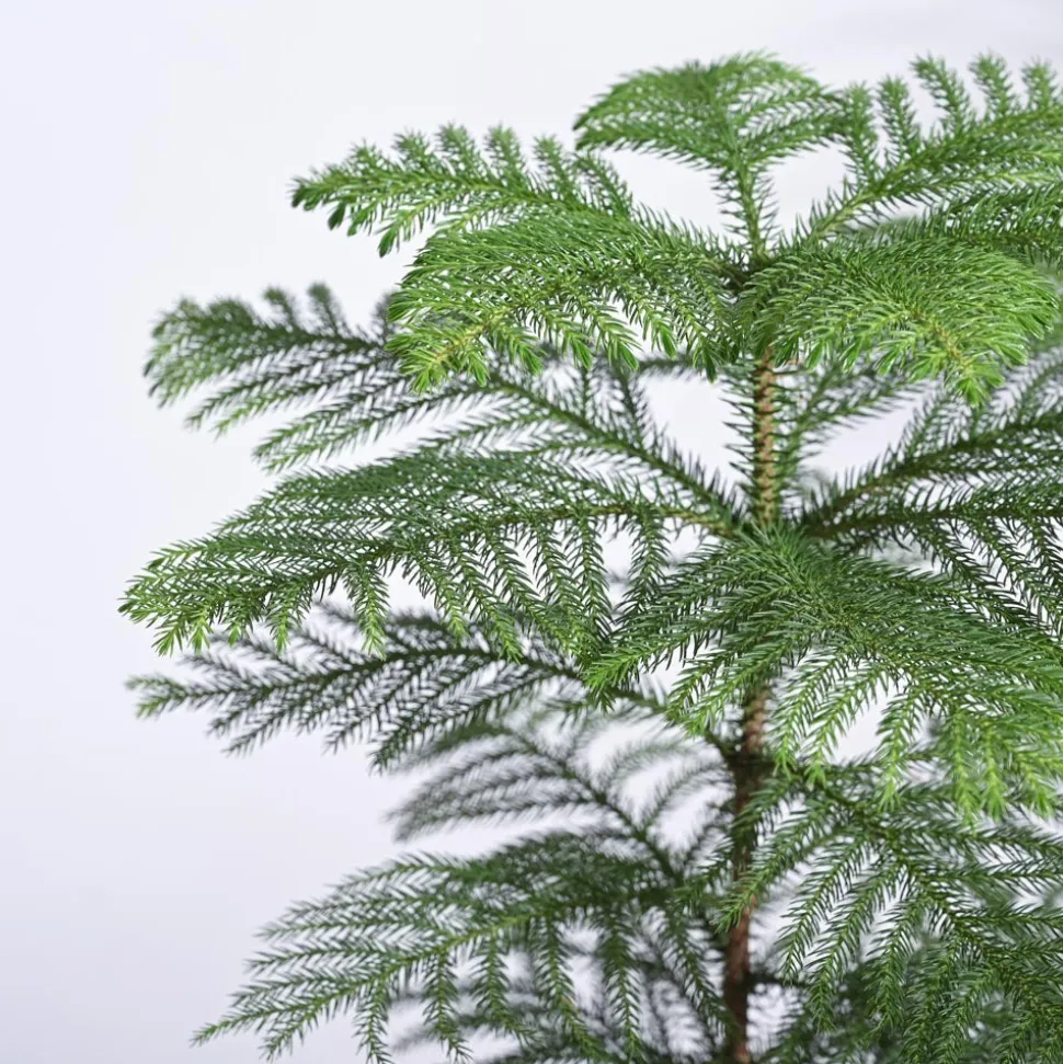 Indian Christmas Tree