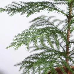 Indian Christmas Tree
