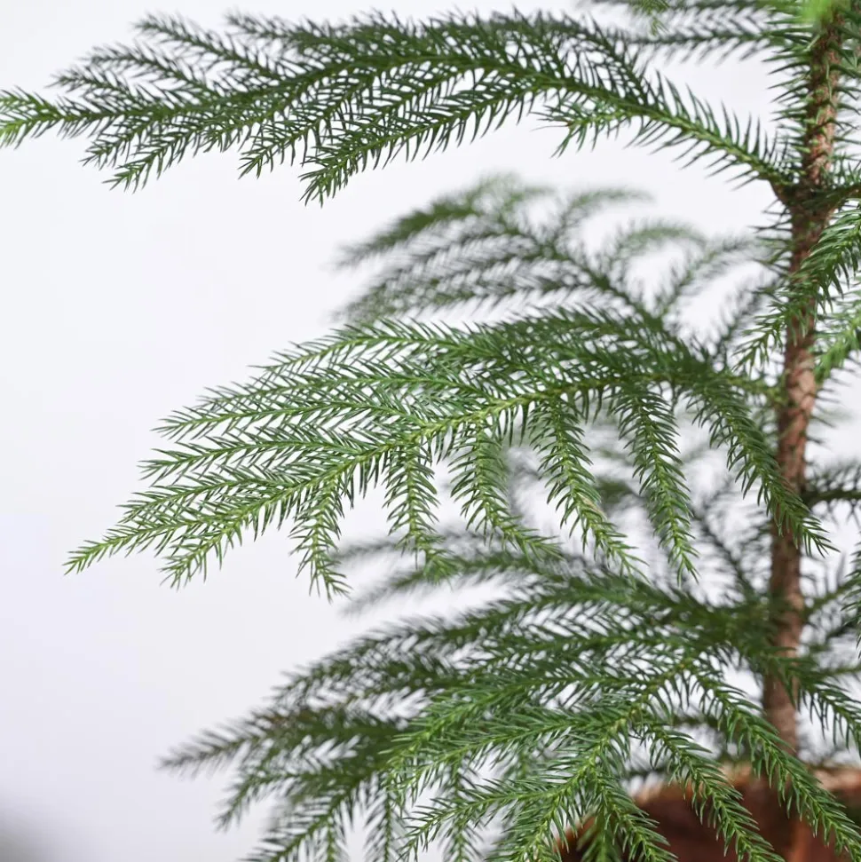 Indian Christmas Tree