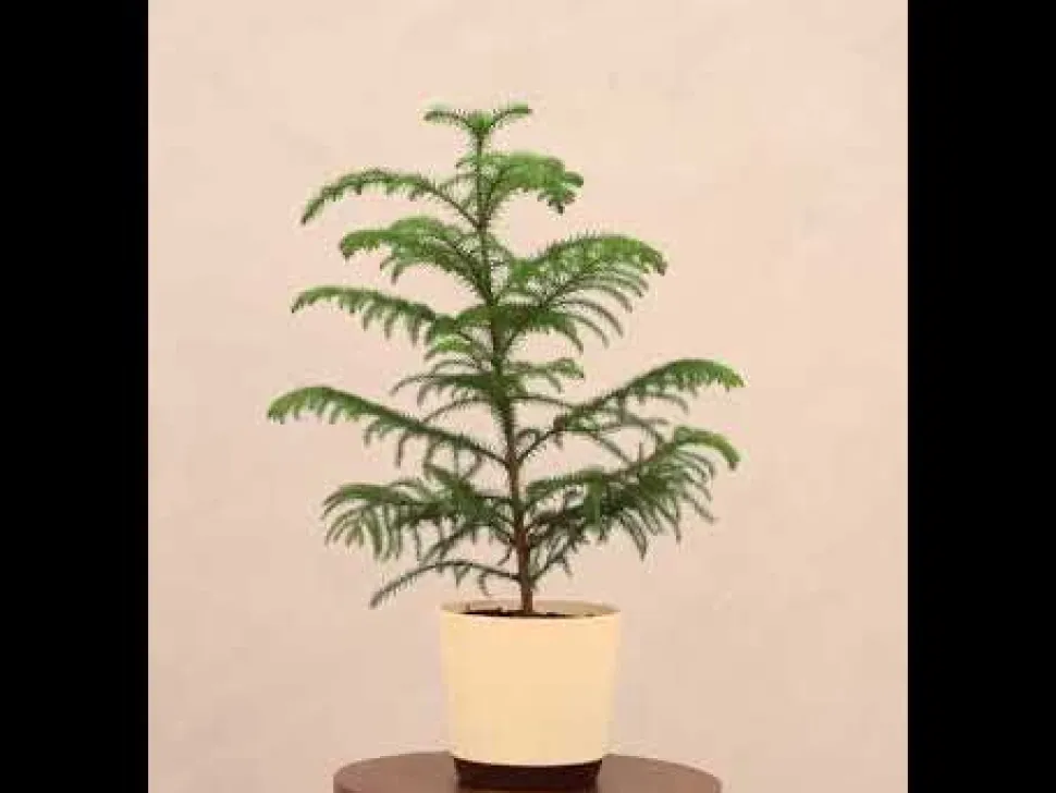 Indian Christmas Tree