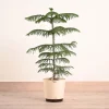 Indian Christmas Tree - XL