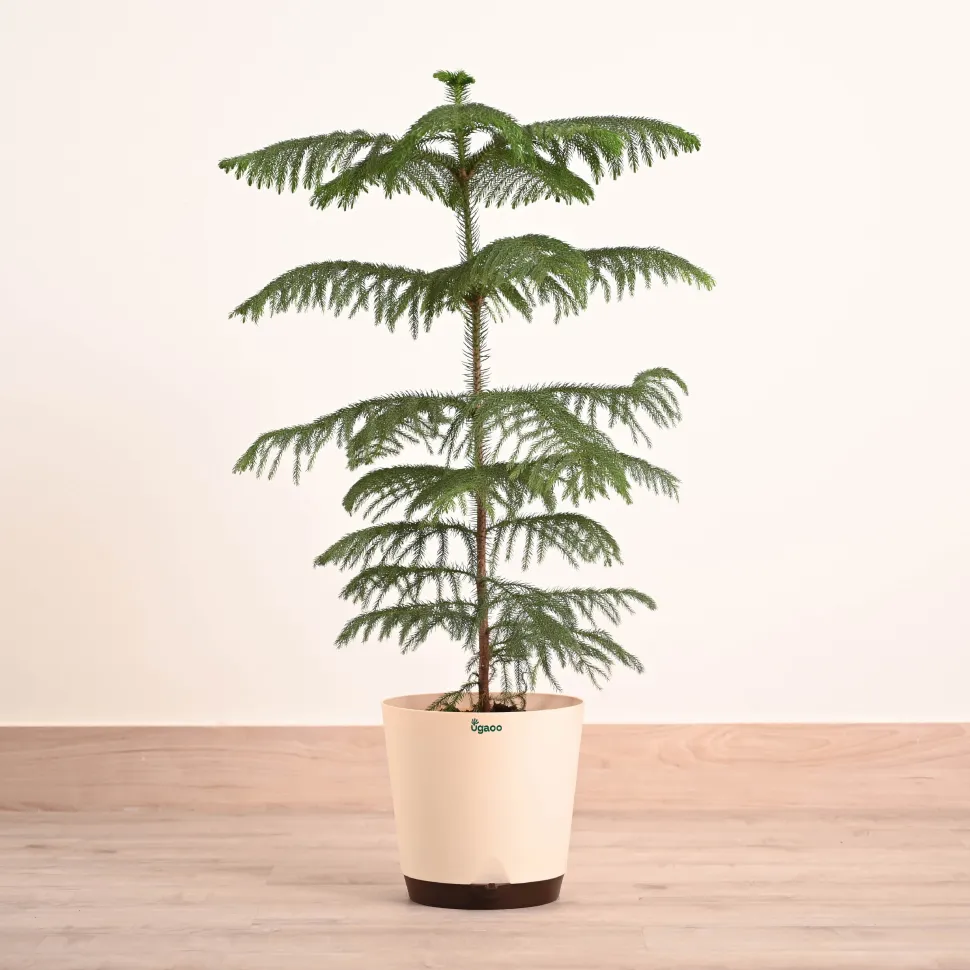 Indian Christmas Tree - XL