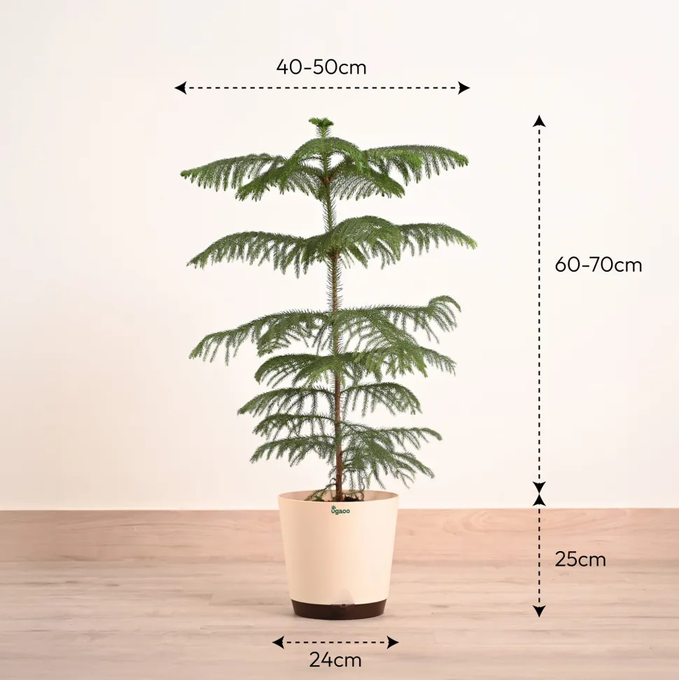 Indian Christmas Tree - XL