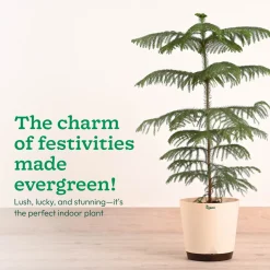 Indian Christmas Tree - XL