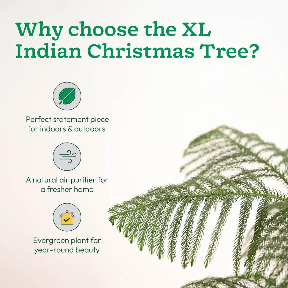 Indian Christmas Tree - XL