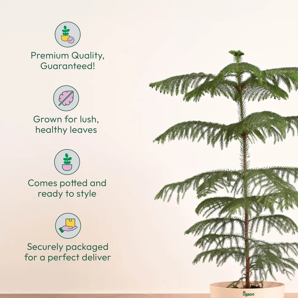 Indian Christmas Tree - XL