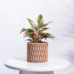 Interlace Charm Wooden Pot