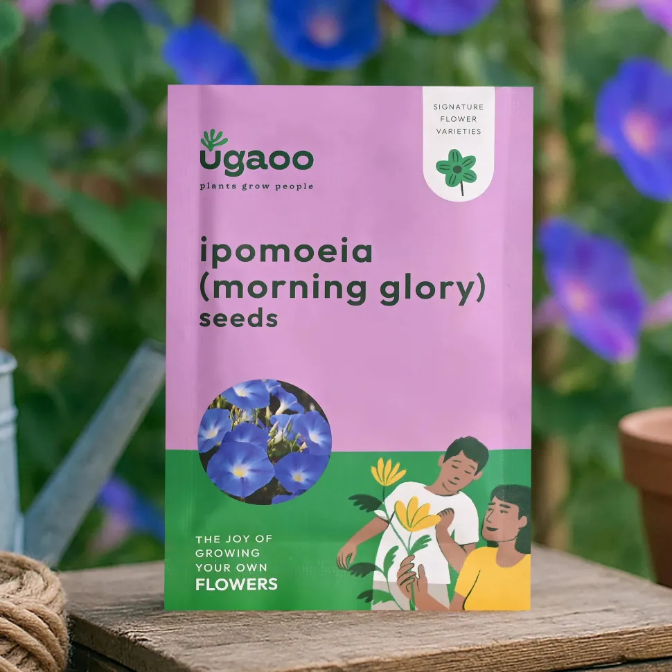 Ipomoea Morning Glory Seeds
