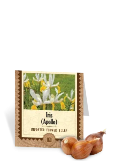 Iris Apollo Bulbs