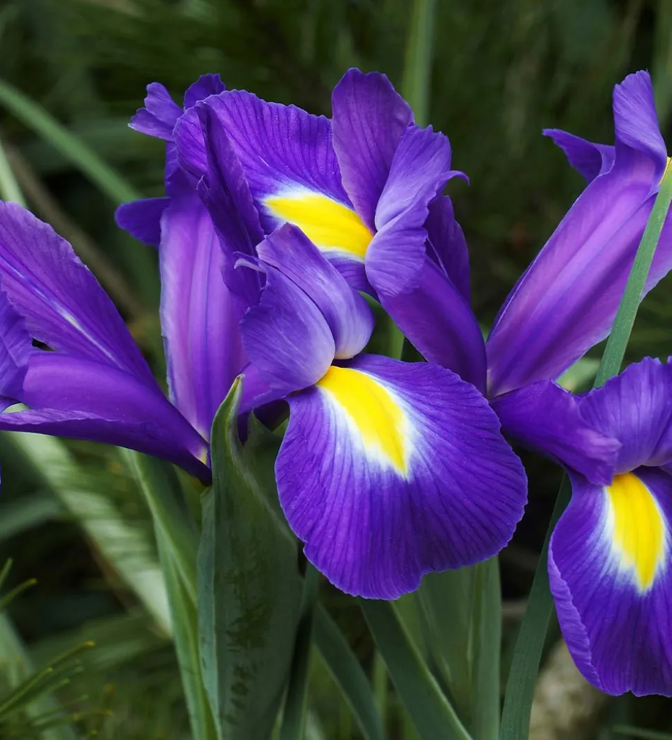 Iris Bulbs