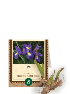 Iris Bulbs