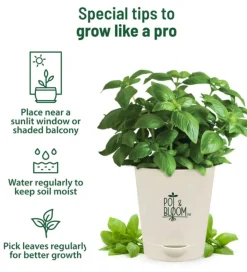 Italian Basil Grow Kit