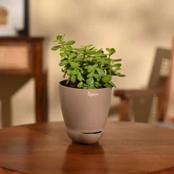 Jade Mini Plant