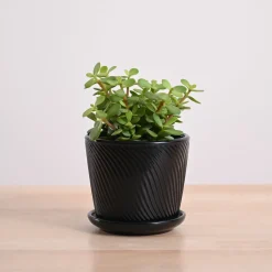 Jade Mini Plant