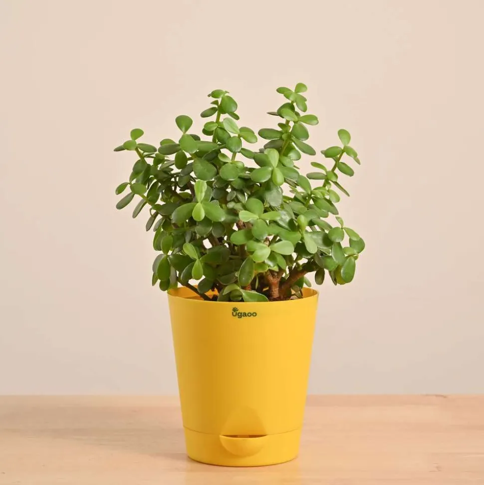 Jade Mini Plant