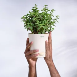 Jade Mini Plant