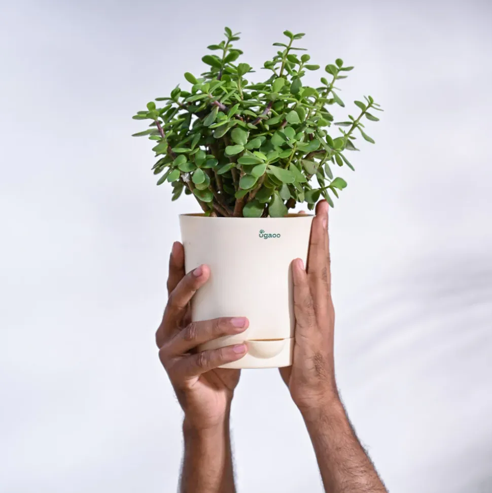 Jade Mini Plant