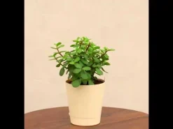 Jade Mini Plant
